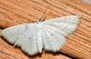 Scopula imitaria